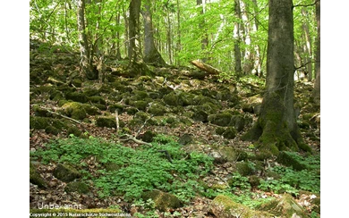 Blockschuttwald am Großen Stein