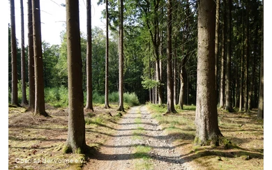 Waldabschnitt auf dem Herlinghauser Berg