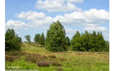 Trupbacher Heide