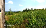 Das Panoramafoto bietet im Westen die Aussicht nach Siegen, im Osten als eiförmiger Kegel ist die Alte Burg zu erkennen