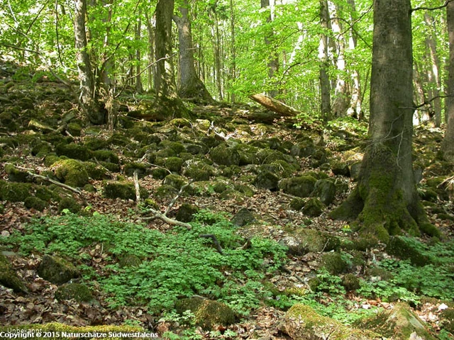 Blockschuttwald am Großen Stein